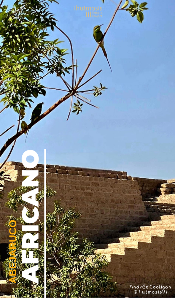 Aberajuco africano_ Andree Cooligan_Tutmosis III